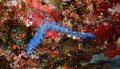 Blue Dragon Nudibranch
